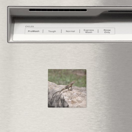 Lizard Magnet (In Situ (Geschirrspüler))