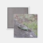 Lizard Magnet (Vorderseite/Rückseite)