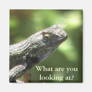 Lizard Magnet