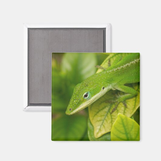 Lizard Magnet 01 (Vorderseite/Rückseite)