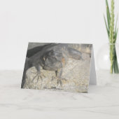 Lizard On A Rock greeting Card Dankeskarte (Rückseite)