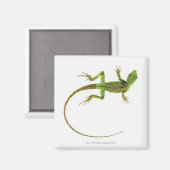 Lizard on White Ground Magnet (Vorderseite/Rückseite)
