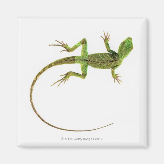 Lizard on White Ground Magnet (Vorne)