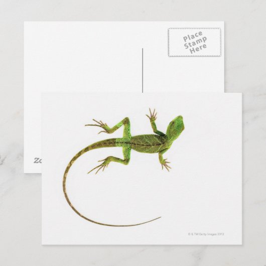 Lizard on White Ground Postkarte (Vorne/Hinten)