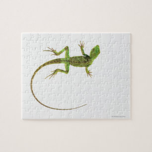 Lizard on White Ground Puzzle