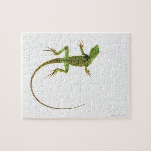 Lizard on White Ground Puzzle (Horizontal)