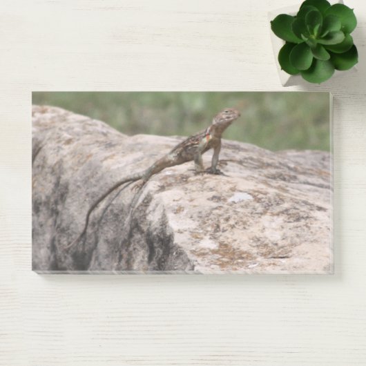 Lizard Post-it Klebezettel (Büro)