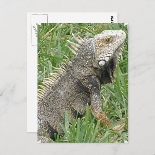 Lizard Postcard Postkarte (Vorne/Hinten)