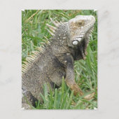 Lizard Postcard Postkarte (Vorderseite)