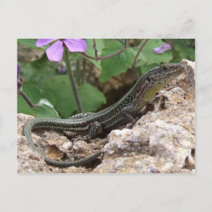 Lizard Postcard Postkarte