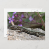 Lizard Postcard Postkarte (Vorne/Hinten)