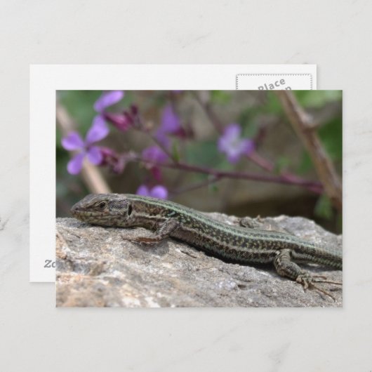 Lizard Postcard Postkarte (Vorne/Hinten)