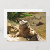 Lizard Postcross Postcard Postkarte (Vorne/Hinten)