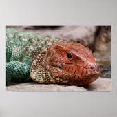 Lizard Poster (Vorne)