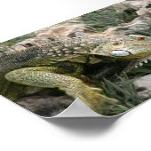 Lizard Poster (Ecke)