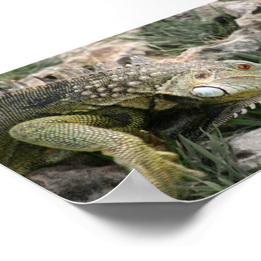 Lizard Poster (Ecke)