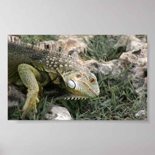 Lizard Poster (Vorne)