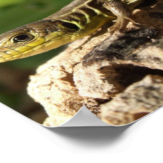 Lizard Poster (Ecke)