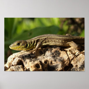 Lizard Poster