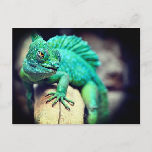 Lizard Postkarte (Vorderseite)