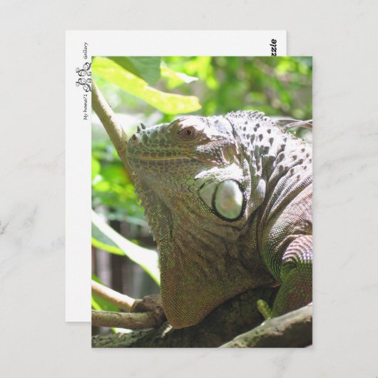 Lizard Postkarte (Vorne/Hinten)