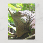 Lizard Postkarte (Vorderseite)