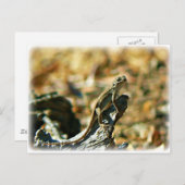 Lizard Postkarte (Vorne/Hinten)