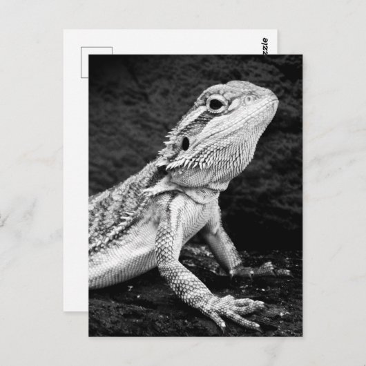 Lizard Postkarte (Vorne/Hinten)