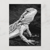 Lizard Postkarte (Vorderseite)