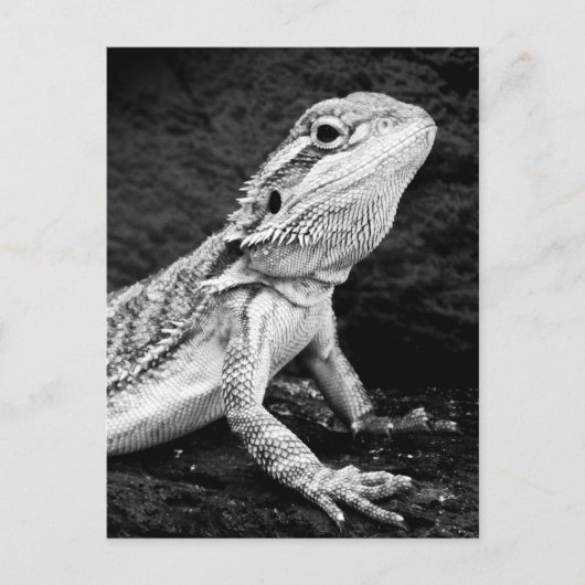 Lizard Postkarte (Vorderseite)