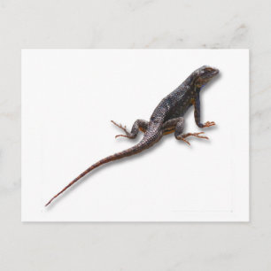 LIZARD POSTKARTE