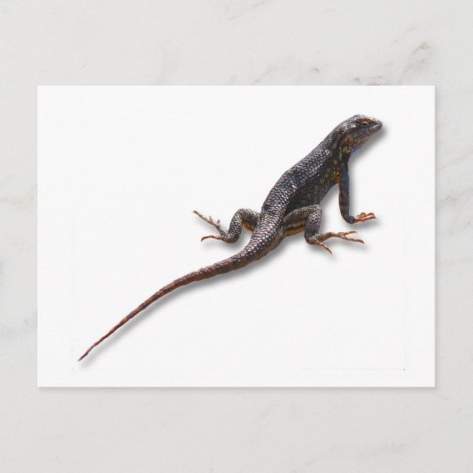 LIZARD POSTKARTE (Vorderseite)