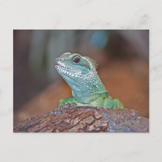 Lizard Postkarte (Vorderseite)