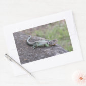 Lizard Rechteckiger Aufkleber (Umschlag)