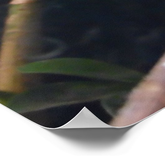 Lizard, Reptil, Chameleon, Naturele-Poster Poster (Ecke)