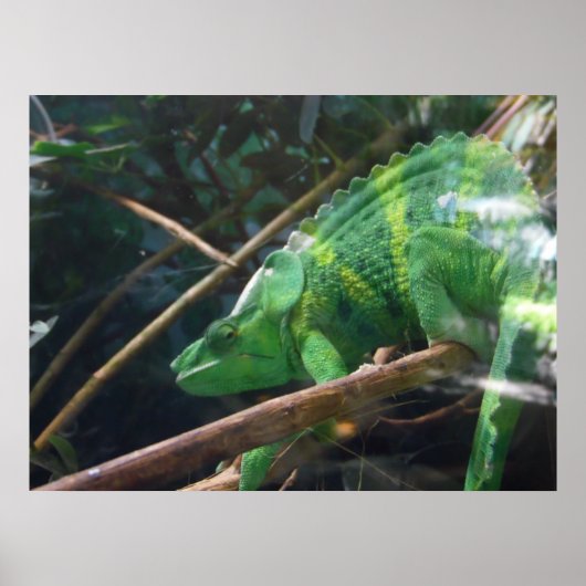 Lizard, Reptil, Chameleon, Naturele-Poster Poster (Vorne)