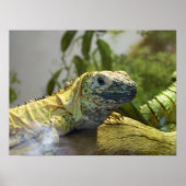 Lizard, Reptile, Iguana Naturewall Poster (Vorne)