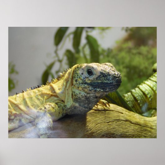 Lizard, Reptile, Iguana Naturewall Poster (Vorne)