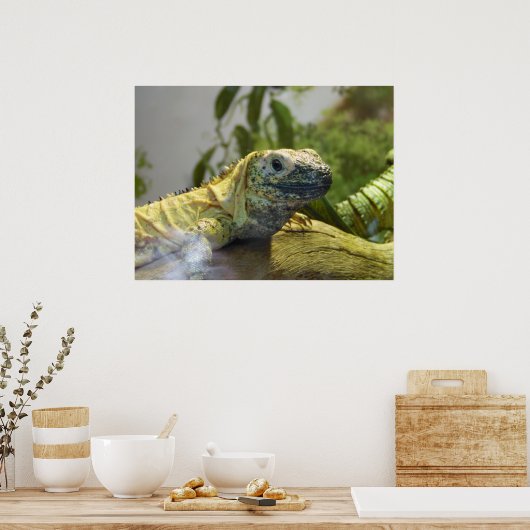 Lizard, Reptile, Iguana Naturewall Poster (Küche)