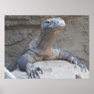 Lizard, Reptile, Kimono Dragon Naturewall Poster