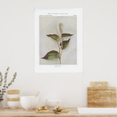 Lizard-Schwanz - Saururus cernuus Poster (Küche)