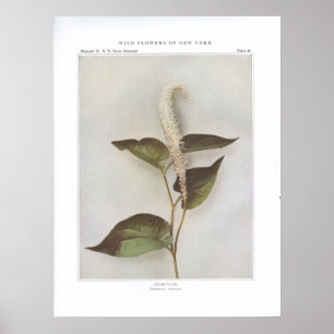 Lizard-Schwanz - Saururus cernuus Poster