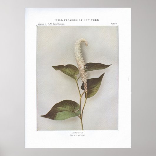 Lizard-Schwanz - Saururus cernuus Poster (Vorne)