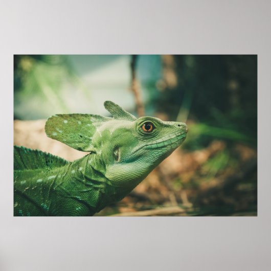 Lizard sieht nah nach oben poster (Vorne)