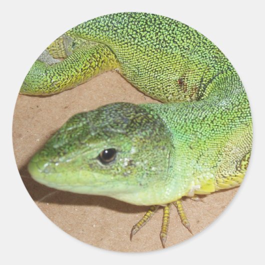 Lizard Sticker (Vorderseite)