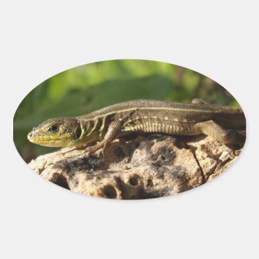 Lizard Stickers (Vorderseite)