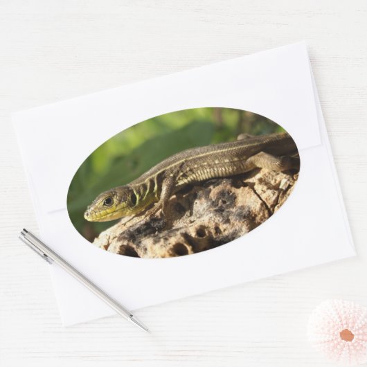 Lizard Stickers (Umschlag)