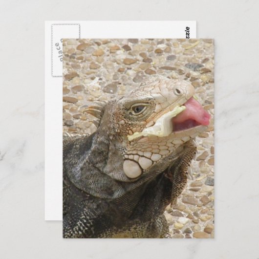 Lizard Tongue Postcard Postkarte (Vorne/Hinten)