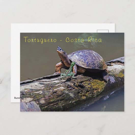 Lizard und Fluss Turtle in Tortuguero - Costa Rica Postkarte (Vorne/Hinten)