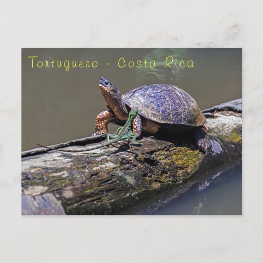 Lizard und Fluss Turtle in Tortuguero - Costa Rica Postkarte (Vorderseite)
